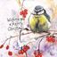 Picture of BLUE TIT