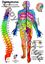 Bild von Dermatome - Spinalnervenwurzeln Hautversorgungsgebiete A4