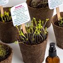 Bild von Flower Power – Kit d’Autoculture de Fleurs