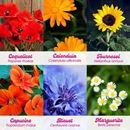 Bild von Flower Power – Kit d’Autoculture de Fleurs