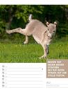 Bild von Tierisch! Sprüchekalender - Wochenplaner Kalender 2026