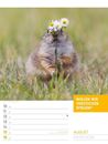 Bild von Tierisch! Sprüchekalender - Wochenplaner Kalender 2026