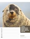 Bild von Tierisch! Sprüchekalender - Wochenplaner Kalender 2026