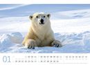 Bild von Eisbären Kalender 2026