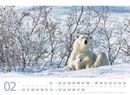 Bild von Eisbären Kalender 2026