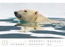 Bild von Eisbären Kalender 2026