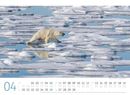 Bild von Eisbären Kalender 2026