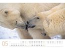 Bild von Eisbären Kalender 2026