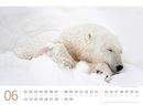 Bild von Eisbären Kalender 2026