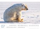 Bild von Eisbären Kalender 2026