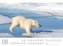 Bild von Eisbären Kalender 2026