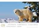 Bild von Eisbären Kalender 2026