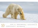 Bild von Eisbären Kalender 2026