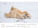 Bild von Eisbären Kalender 2026