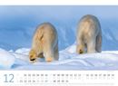 Bild von Eisbären Kalender 2026