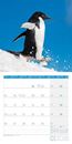 Bild von Pinguine Kalender 2026 - 30x30