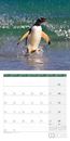 Bild von Pinguine Kalender 2026 - 30x30