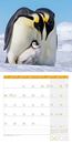 Bild von Pinguine Kalender 2026 - 30x30