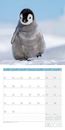 Bild von Pinguine Kalender 2026 - 30x30