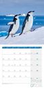 Bild von Pinguine Kalender 2026 - 30x30