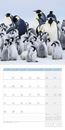 Bild von Pinguine Kalender 2026 - 30x30