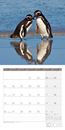 Bild von Pinguine Kalender 2026 - 30x30