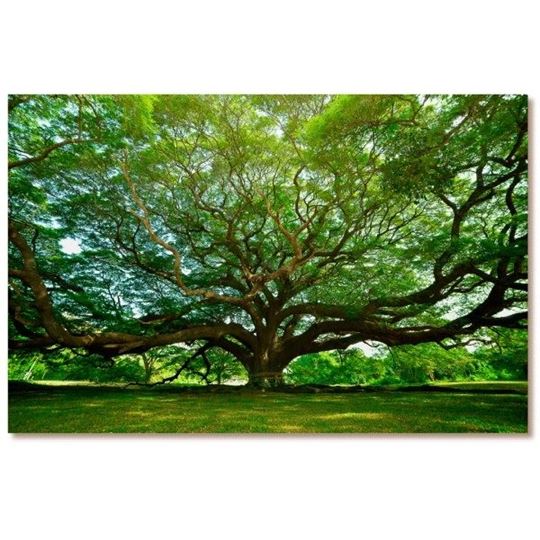 Immagine di Leinwandbild Baumhüter, 65 × 45 cm