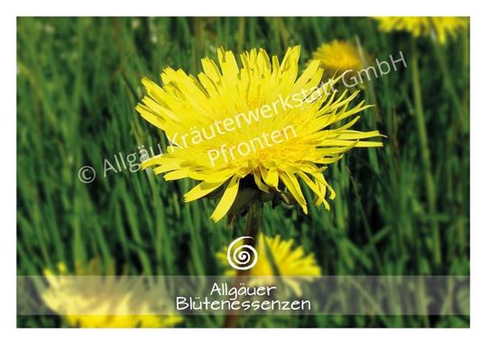Image sur Allgäuer Blütenkarte Löwenzahn