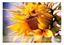 Bild von Allgäuer Blütenkarte Sonnenblume