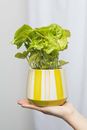 Immagine di Blumentopf LIME AQUARELL