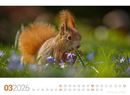 Bild von Tierwelt Wald Kalender 2026