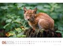 Bild von Tierwelt Wald Kalender 2026