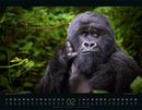 Bild von Wildes Afrika Kalender 2026