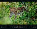 Bild von Wildes Afrika Kalender 2026