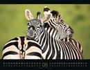 Bild von Wildes Afrika Kalender 2026