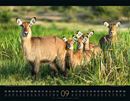 Bild von Wildes Afrika Kalender 2026