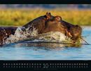 Bild von Wildes Afrika Kalender 2026