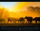 Bild von Wildes Afrika Kalender 2026