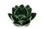 Immagine di Blütenkeramik Lotus grün, klein