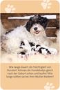 Bild von Das grosse Hunde Quiz, VE-1