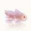 Bild von Haarklammer Fish - by vivi.