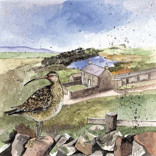 Bild von CURLEW'S REST BLANK CARD