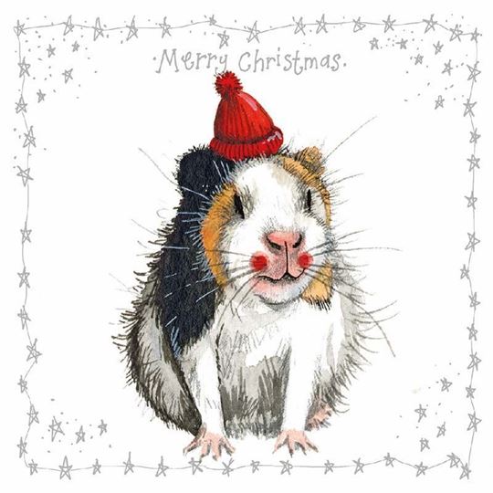 Image sur GUINEA PIG & WOOLY HAT