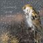 Immagine di BARN OWL IN THE SNOW