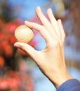 Immagine di Handschmeichler Hainbuche mit Baumhoroskop von baumstark