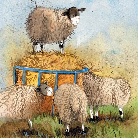 Picture of SHEEP & HAY BLANK CARD