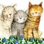 Image de THREE AMIGOS MINI MAGNETIC NOTEPAD