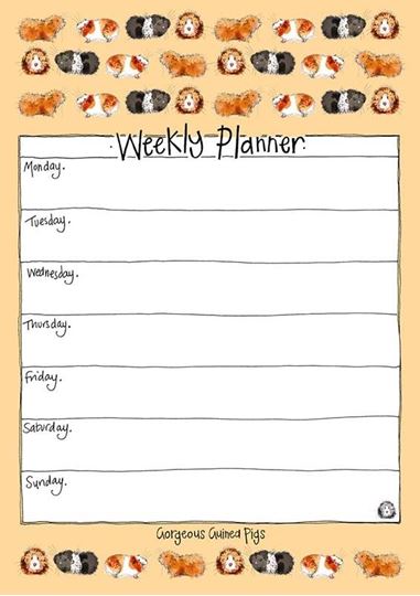 Bild von GORGEOUS GUINEA PIGS