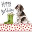 Image de SPRINGER BIRTHDAY CARD