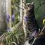 Immagine di MUSCARI BLANK CARD
